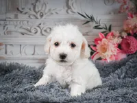 AKC-Freddie, a male Bichon Frise for sale in Millersburg, OH – 2 of 9