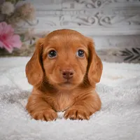 AKC-Bobby, a male Miniature Dachshund for sale in Millersburg, OH – 7 of 8