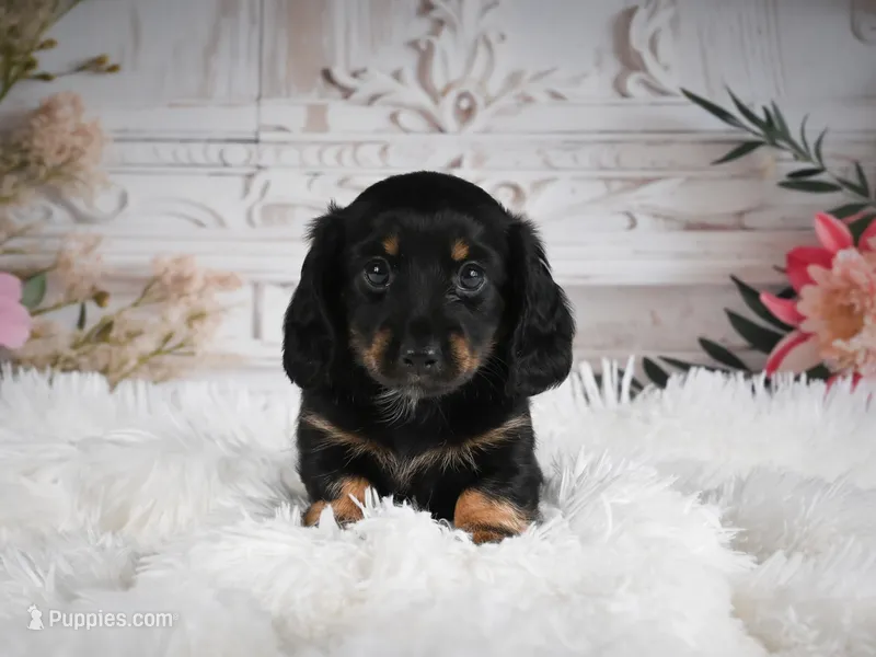 AKC-Amber – Miniature Dachshund puppy for sale in Millersburg, OH