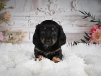 AKC-Amber, a female Miniature Dachshund for sale in Millersburg, OH – 1 of 5