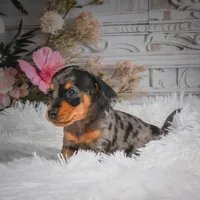 AKC-Haley, a female Miniature Dachshund for sale in Millersburg, OH – 4 of 8