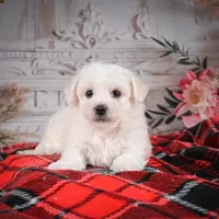 AKC-Romeo, a male Bichon Frise for sale in Millersburg, OH – Photo 3 of 6