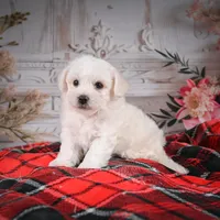 AKC-Romeo, a male Bichon Frise for sale in Millersburg, OH – Photo 6 of 6