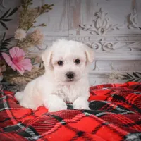 AKC-Romeo, a male Bichon Frise for sale in Millersburg, OH – Photo 5 of 6