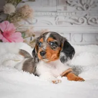 AKC-Betsy, a female Miniature Dachshund for sale in Millersburg, OH – 2 of 7