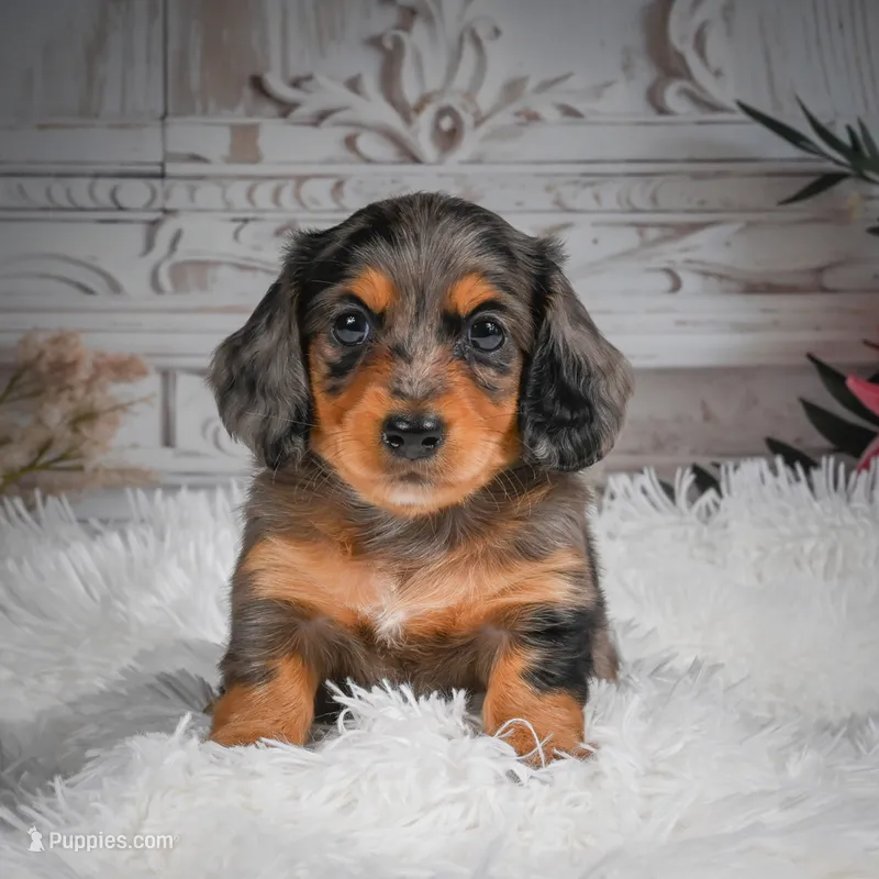 AKC-Hudson – Miniature Dachshund puppy for sale in Millersburg, OH