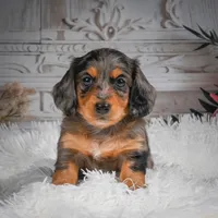 AKC-Hudson, a male Miniature Dachshund for sale in Millersburg, OH – 1 of 8