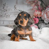 AKC-Gina, a female Miniature Dachshund for sale in Millersburg, OH – 2 of 7
