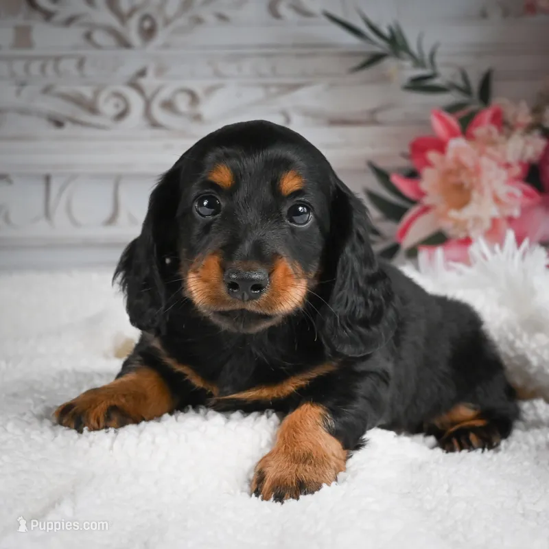 AKC-Gibson – Miniature Dachshund puppy for sale in Millersburg, OH