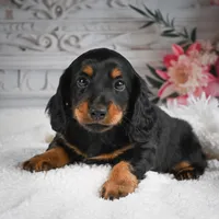 AKC-Gibson, a male Miniature Dachshund for sale in Millersburg, OH – 1 of 8