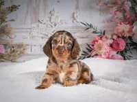 AKC-Precious, a female Miniature Dachshund for sale in Millersburg, OH – 8 of 8