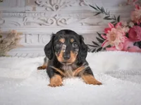 AKC-Mason, a male Miniature Dachshund for sale in Millersburg, OH – 5 of 7