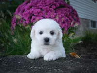 AKC-Porter, a male Bichon Frise for sale in Millersburg, OH – 2 of 5