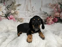 AKC-Cooper, a male Miniature Dachshund for sale in Millersburg, OH – 5 of 6