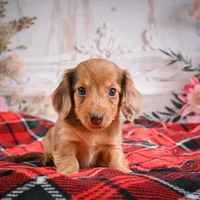 AKC-Edgar, a male Miniature Dachshund for sale in Millersburg, OH – Photo 6 of 7