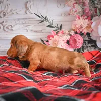 AKC-Edgar, a male Miniature Dachshund for sale in Millersburg, OH – Photo 7 of 7