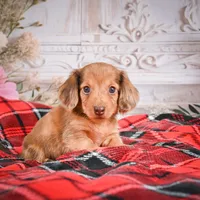 AKC-Edgar, a male Miniature Dachshund for sale in Millersburg, OH – Photo 5 of 7