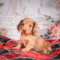 AKC-Edgar, a male Miniature Dachshund for sale in Millersburg, OH – Photo 2 of 7