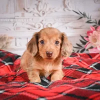 AKC-Edgar, a male Miniature Dachshund for sale in Millersburg, OH – Photo 3 of 7