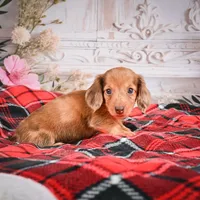 AKC-Edgar, a male Miniature Dachshund for sale in Millersburg, OH – Photo 4 of 7