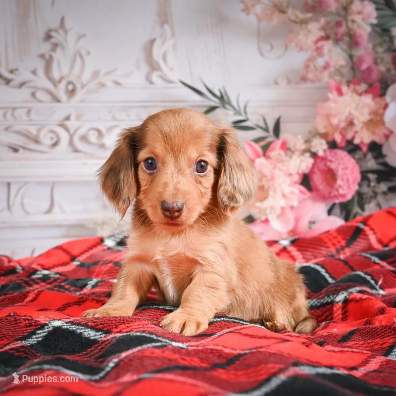 AKC-Edgar – Miniature Dachshund puppy for sale in Millersburg, OH