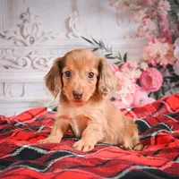 AKC-Edgar, a male Miniature Dachshund for sale in Millersburg, OH – Photo 1 of 7