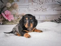 AKC-Mason, a male Miniature Dachshund for sale in Millersburg, OH – 7 of 7