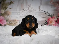AKC-Alice, a female Miniature Dachshund for sale in Millersburg, OH – 3 of 6