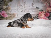 AKC-Marco, a male Miniature Dachshund for sale in Millersburg, OH – 7 of 8