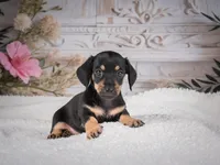 AKC-Milly, a female Miniature Dachshund for sale in Millersburg, OH – 2 of 8
