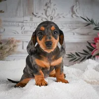 AKC-Gina, a female Miniature Dachshund for sale in Millersburg, OH – 5 of 7