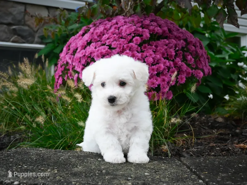 AKC-Pedro – Bichon Frise puppy for sale in Millersburg, OH