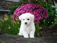 AKC-Pedro, a male Bichon Frise for sale in Millersburg, OH – 1 of 5