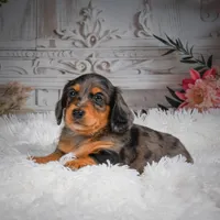 AKC-Hudson, a male Miniature Dachshund for sale in Millersburg, OH – 8 of 8