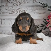 AKC-Gloria, a female Miniature Dachshund for sale in Millersburg, OH – 6 of 9