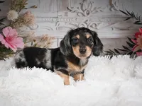 AKC-Rolo, a male Miniature Dachshund for sale in Millersburg, OH – 4 of 8