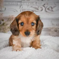 AKC-Brodie, a male Miniature Dachshund for sale in Millersburg, OH – 2 of 7