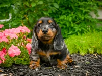 AKC-Jewel, a female Miniature Dachshund for sale in Millersburg, OH – 4 of 5