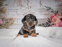 AKC-Marco, a male Miniature Dachshund for sale in Millersburg, OH – 3 of 8