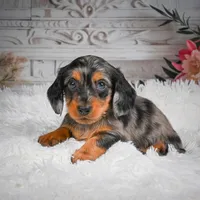 AKC-Hershey, a male Miniature Dachshund for sale in Millersburg, OH – 6 of 8
