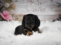 AKC-Amber, a female Miniature Dachshund for sale in Millersburg, OH – 2 of 5