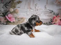 Leo, a male Miniature Dachshund for sale in Millersburg, OH – 6 of 8