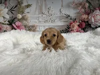 AKC-Rose, a female Miniature Dachshund for sale in Millersburg, OH – Photo 7 of 8