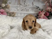 AKC-Rose, a female Miniature Dachshund for sale in Millersburg, OH – Photo 6 of 8
