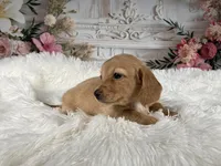 AKC-Rose, a female Miniature Dachshund for sale in Millersburg, OH – Photo 3 of 8