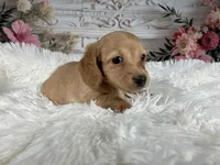 AKC-Rose, a female Miniature Dachshund for sale in Millersburg, OH – Photo 5 of 8