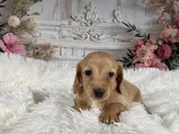 AKC-Rose, a female Miniature Dachshund for sale in Millersburg, OH – Photo 1 of 8