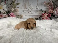 AKC-Rose, a female Miniature Dachshund for sale in Millersburg, OH – Photo 8 of 8