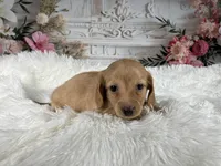 AKC-Rose, a female Miniature Dachshund for sale in Millersburg, OH – Photo 4 of 8