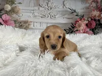 AKC-Rose, a female Miniature Dachshund for sale in Millersburg, OH – Photo 2 of 8